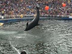 -秦皇岛乐岛海洋王国