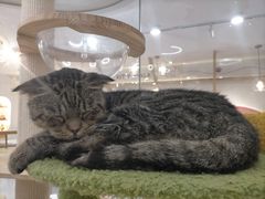 -喵园·猫主题咖啡厅·撸猫·猫咖(国贸店)