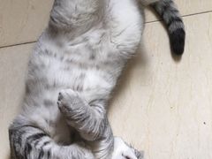 -巧云大馄饨(南阴阳营总店)