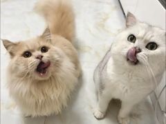 -御宝贝·A梦猫科宠物医院(国际猫友好医院)
