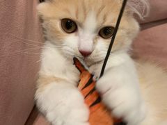 -袖虎·猫馆(体育西路店)