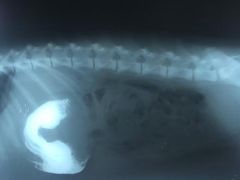 -创凡宠物医院·骨专科  猫科中心(西乡分院)