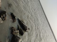 -合肥滨湖国家森林公园