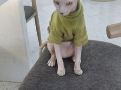 -喵园·猫主题咖啡厅·撸猫·猫咖(国贸店)