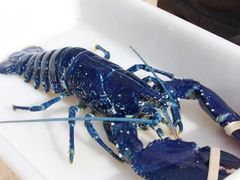-原志优秀食材·匠心料理·海胆主题(金亿广场店)