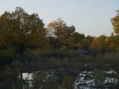 -金塔沙漠胡杨林景区