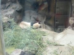 熊猫，虽然白毛成黄毛了-北京动物园