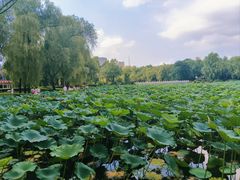 -长春市南湖公园