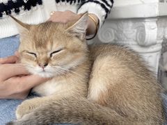 -共舞时光猫咖·狗咖(新街口店)