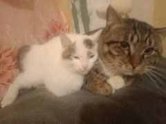 -芭比堂动物医院·犬猫全科·异宠专科(雁塔分院)