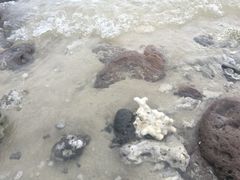 -贝壳沙滩