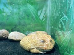 -上海大自然野生昆虫馆(东方明珠·爬宠昆虫探索中心)