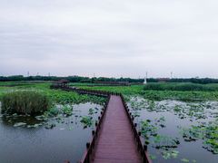 -荷塘月色湿地公园·向阳花洲