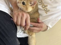 -momokira米努特·德文卷毛猫·棉花面纱犬