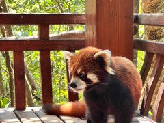 -普洱太阳河森林公园