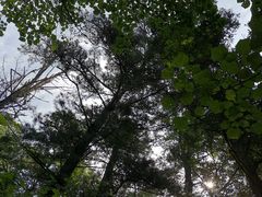 -五营红松林海景区