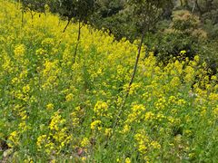 -雁荡山灵峰景区
