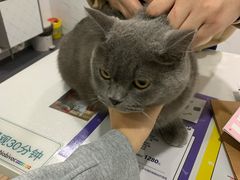 -伟伟宠物医院·CT影像中心·瑞派犬猫综合性门诊(汉口总院)