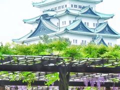 -名古屋城