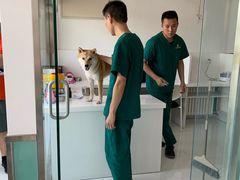 -欧奕国际动物医院