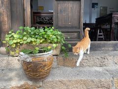 -黎里古镇