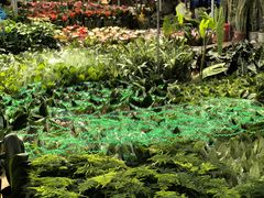 -龙大花卉苗木市场