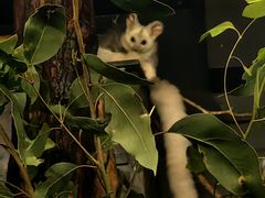 -可伦宾野生动物保护区