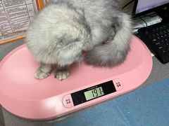 -创凡宠物医院·骨专科  猫科中心(西乡分院)