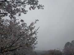 -武汉大学-樱园