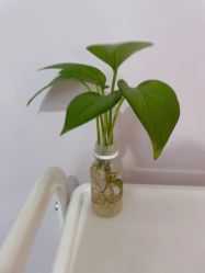 -SILKTONE诗丽堂美容