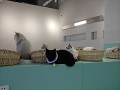 -怪兽屋·羊驼·猫咖·狗咖(俊华广场店)