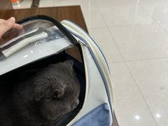 -瑞鹏宠物医院·夜间急症·心超·猫科(祖庙分店)