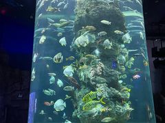 -芜湖新华联大白鲸海洋公园