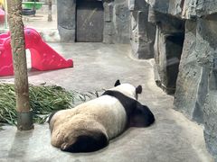 -栾川竹海野生动物园