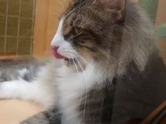 -帕帕拉兹宠物(亚洲旗舰店)