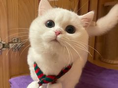 -欣宠猫屋·矮脚拿破仑·蓝金金渐层