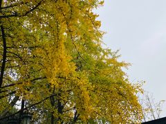 -西园戒幢律寺