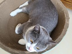 -宠福鑫康馨动物医院·骨科·眼科