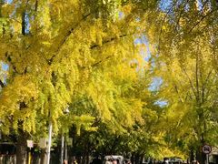 -三里屯东五街银杏大道