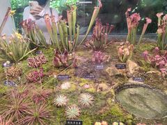 -中国科学院西双版纳热带植物园