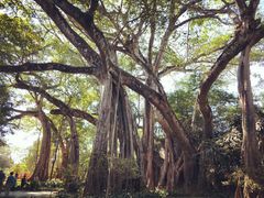 -瑞丽独树成林风景区