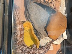 -酷以爬仙阁实体爬宠店·守宫·蜥蜴·专业繁育