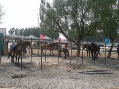 -丁香湖丁香小镇Citypark滑雪公园戏雪嘉年华