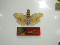 -上海昆虫博物馆