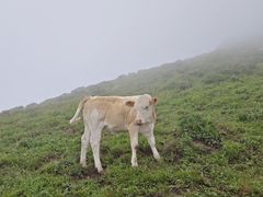 -灵山