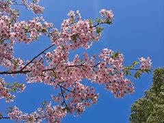 -新江湾城公园
