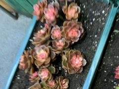 -老姐石板烧烤+铜炭火锅(总店)