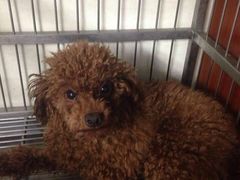 爱侣宠物医院(灵石路总院)-爱侣宠医·鹦鹉专科·小型哺乳类·异宠专科(灵石路店)