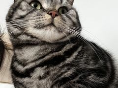 -艾贝尔宠物医院 ·内科全科(梁溪路店)