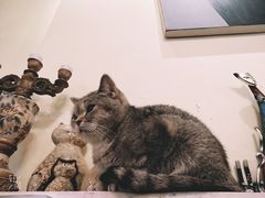 -猫色咖啡·猫咖
